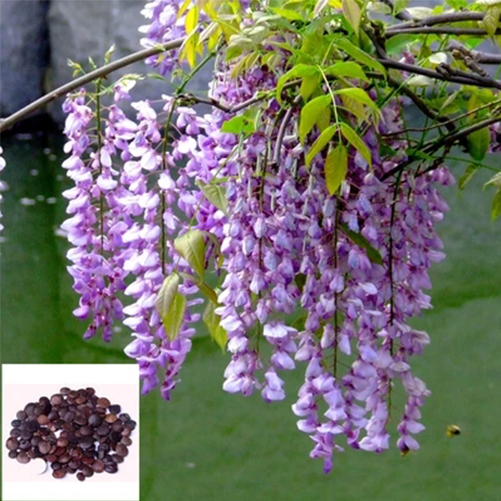 10PCS Purple Floribunda Chinese Wisteria Vine Seeds Flower For Home DIY